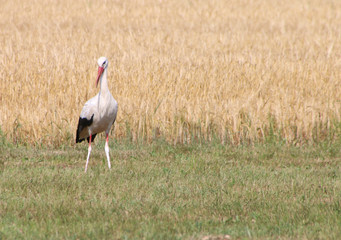 Weißstorch auf der Wiese
