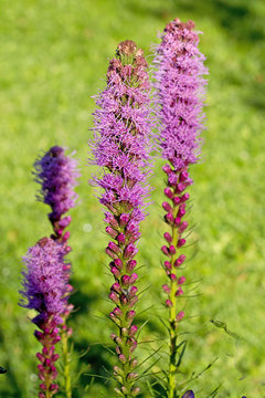 Liatris Spicata, tall Purple flowers in the garden