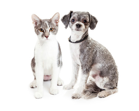Cute Grey Kitten and Puppy Sitting Together