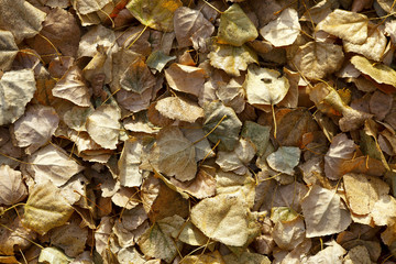 Winter leaves