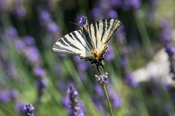 wunderschöner schwarz gelber Schmetterling in französischem Lavendelfeld