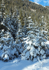 Snowy fir trees.