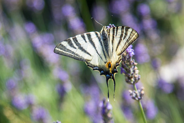wunderschöner schwarz gelber Schmetterling in französischem Lavendelfeld