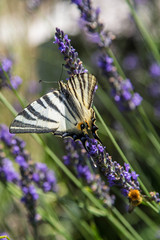 wunderschöner schwarz gelber Schmetterling in französischem Lavendelfeld