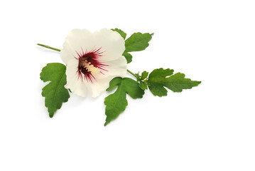 Hibiskus