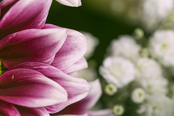 Smooth petal leaf purple flower close up