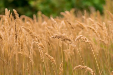 Beautiful yellow grass