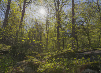 Fototapeta premium Sunlit spring leaves glowing in the forest. 