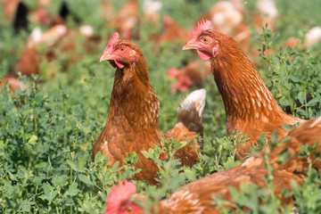 Red sex link chickens