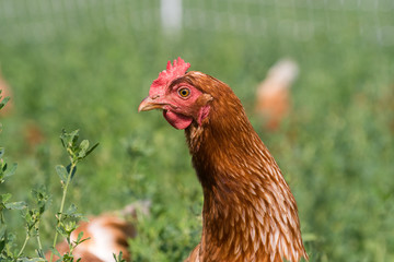 Red sex link chickens