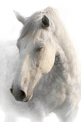 Portrait of a sleeping gray horse on a white background