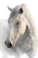 Fototapeten Portrait of a sleeping gray horse on a white background © julia_siomuha