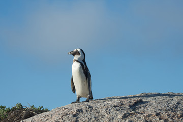African penguin and blue sky