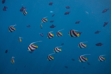 Long Finned Banner Fish