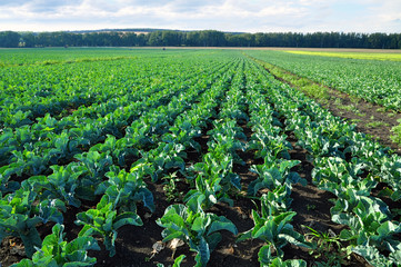 Fototapeta na wymiar Brassica oleracea cauliflower field