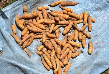  Carrots grown on the island of the Sun in the middle of lake Titicaca.