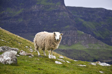 Fototapeta premium scottish sheep