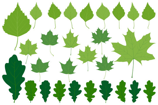 Set of leaves for your design