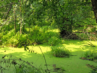 Obraz premium Woodland scenery