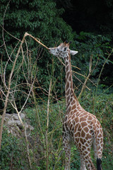 Giraffe