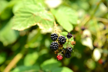 Brombeeren