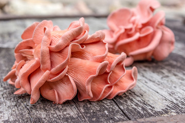 mushroom /Pink Oyster Mushroom  on a wooden background 