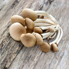mushroom / southern poplar mushroom on a wooden surface 