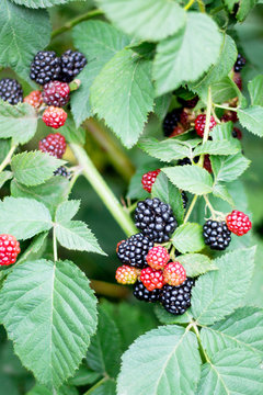 Blackberries on the branches in the garden. Soft focus.