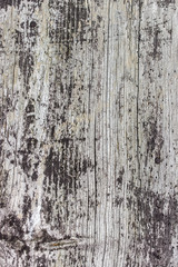 wood surface / Background with old wood 