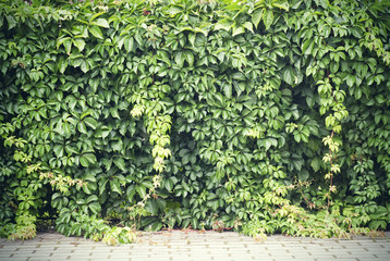 Green creeper plant