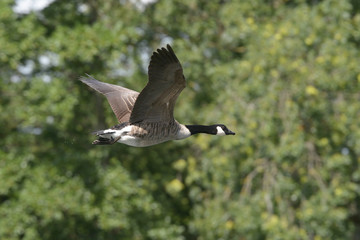 Canada Goose