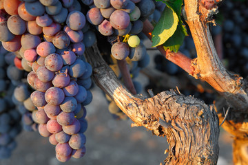 Italian red wine grape ready for gathering in sunset light