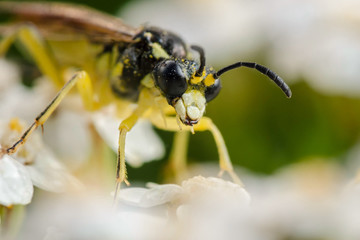 Eyes flies in the dew. Russian nature