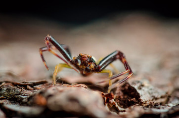 Portrait of spider. Stay on bark. Russian nature