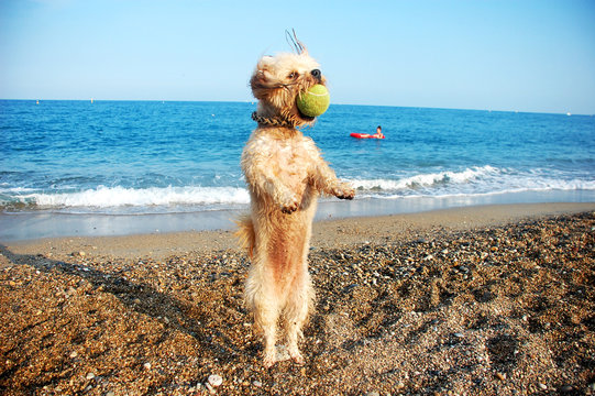 Hund fängt Tennisball, Urlaub mit Hund