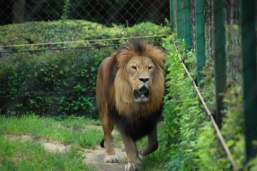 Lion