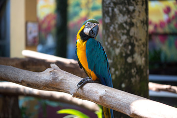 Colorful blue and yellow parrot macaw Ara ararauna