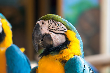 Colorful blue and yellow parrot macaw Ara ararauna