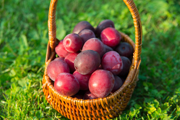 Plums in the basket: harvest at the end of summer