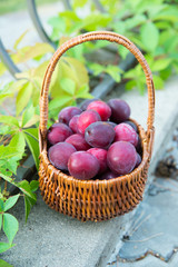 Plums in the basket: harvest at the end of summer