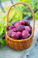 Plums in the basket: harvest at the end of summer