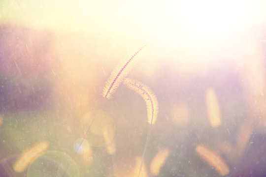 Closeup of rainy golden color grass field with added sun flare. Vintage fiter effect used.