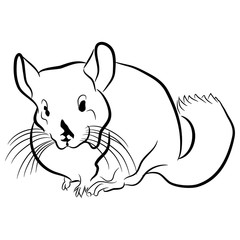 Chinchilla Outline Icon