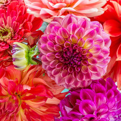 Dahlia Bouquet