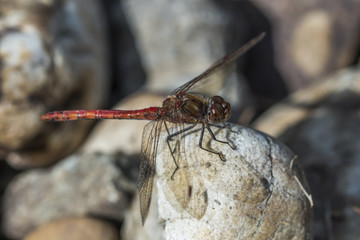 Gemeine Heidelibelle (Sympetrum vulgatum) am Kieselsteinufer ein