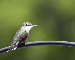 Fototapeta na wymiar Staring hummingbird