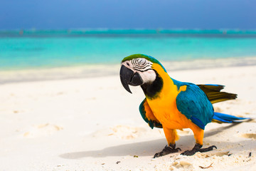 Fototapeta na wymiar Cute bright colorful parrot on the white sand in the Maldives