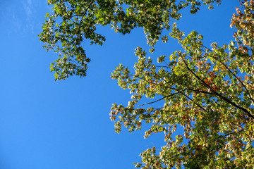 Autumn tree