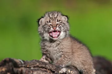 Fotobehang Baby Bobcat Kit (Lynx rufus) Huilt bovenop Log © hkuchera