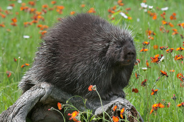 Porcupine (Erethizon dorsatum) Sits on Log